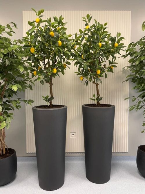 umetne limone v okrasnih loncih Bonsai