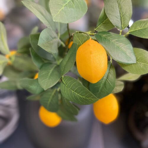 umetne limone veje grmi