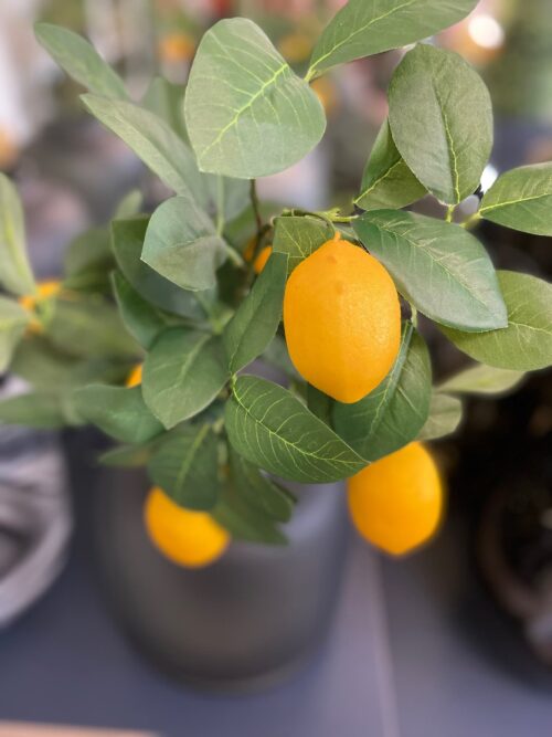 umetne limone veje grmi