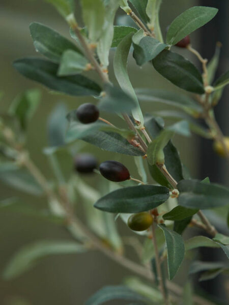 umetne oljke na naravnem steblu - maslina