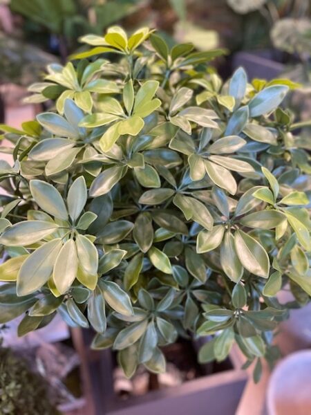 umetne rastline za zunaj