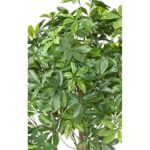 umetno drevo Šeflera z UV zaščito