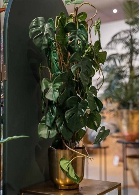 Monstera 75cm 3 stebelna