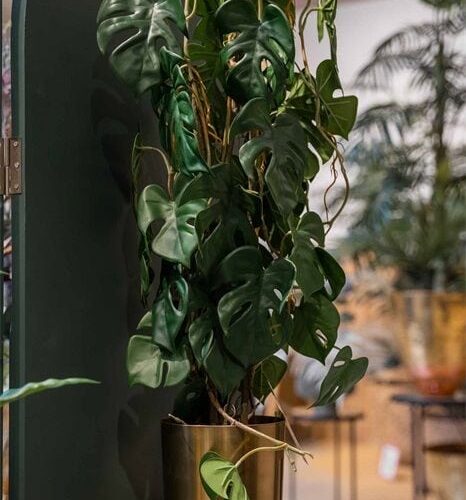 Monstera 75cm 3 stebelna