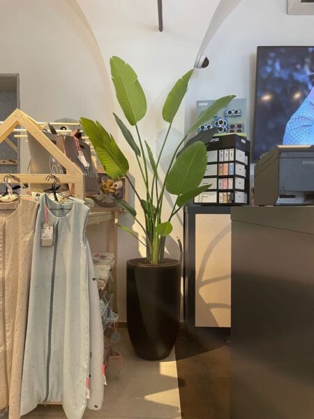 Umetna strelicija Nicolai v Andora cvetličnem loncu