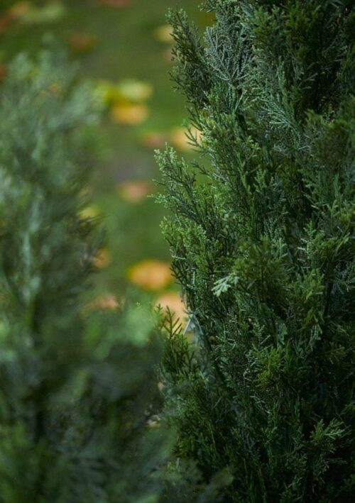 umetna cipresa 90 cm