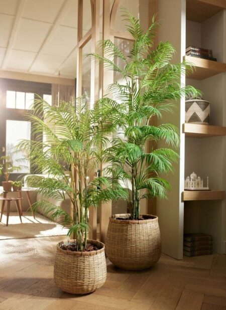 umetne palme Bonsai Trzin