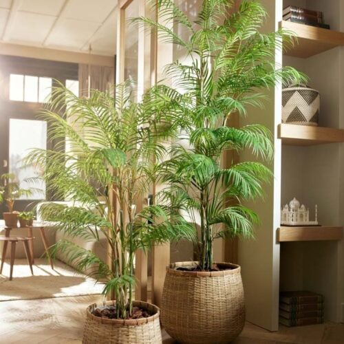umetne palme Bonsai Trzin