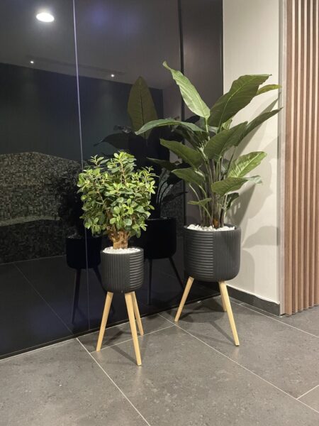 Strelicija - fikus Panda - Gabi lonci