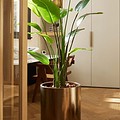 Umetna strelicija - Strelitzia Nicola 180 cm - umetne rastline