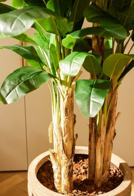 Umetni bananovec 210 cm by Bonsai