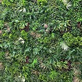 Umetna zelena stena by Bonsai