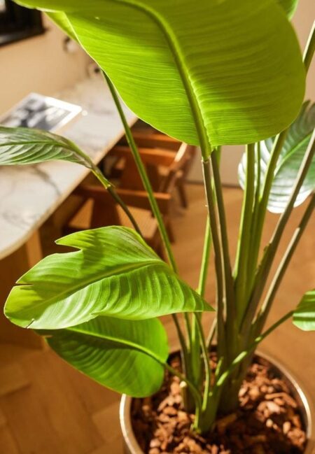 umetna strelicija nicolai 150 cm(1)