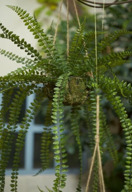 viseča praprot umetna