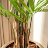 Umetna Kentia palma v prostoru - Kentia palm tree - umjetna palma by Bonsai