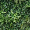 Zelena stena Monaco 100 x 100 cm B-cert BONSAI
