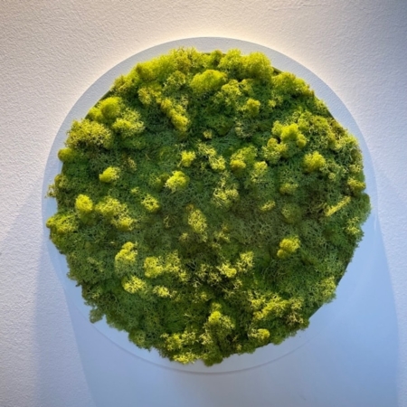 mah zelena stena - prezerviran mah krog