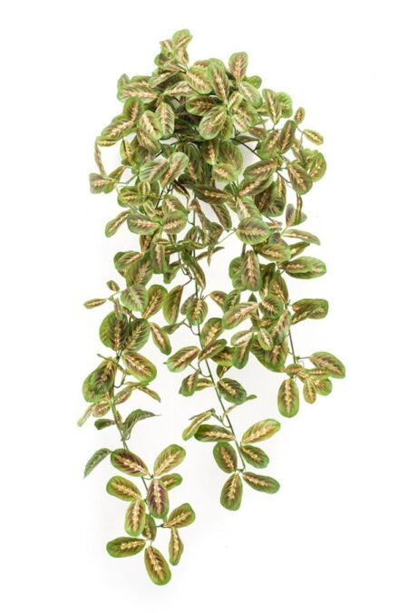 umetna plezalka Maranta