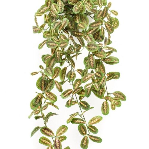umetna plezalka Maranta