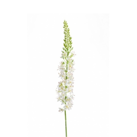 Umetna stepska lilija Eremurus krem 105 cm