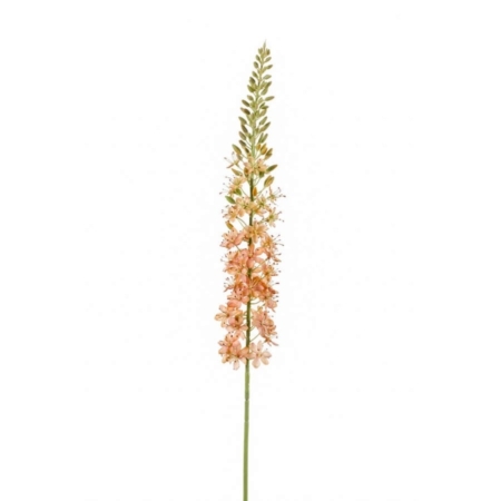 Umetna stepska lilija Eremurus marelična 105 cm