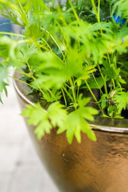 Okrasni lonec za rože Pure gold D41 H63