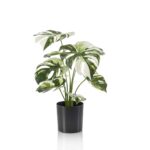 Monstera grm 40 cm v lončku