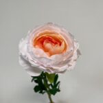 umetna ranuncula svetlo roza 46