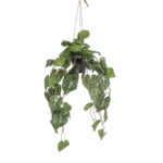 Anthurium obešanka v loncu 80 cm - umetne plezalke