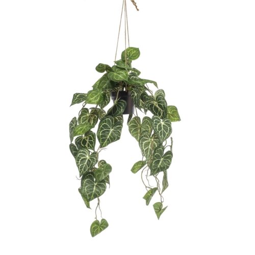 Anthurium obešanka v loncu 80 cm - umetne plezalke