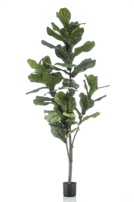 Umetna Lyrata Ficus 150 cm