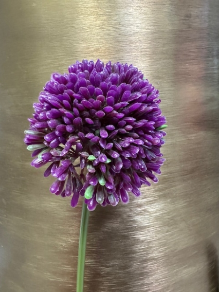 Umetno cvetje Okrasni luk Allium lila 40 cm