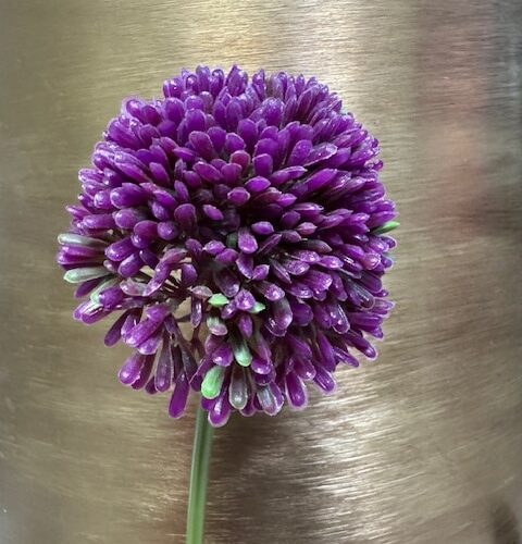 Umetno cvetje Okrasni luk Allium lila 40 cm