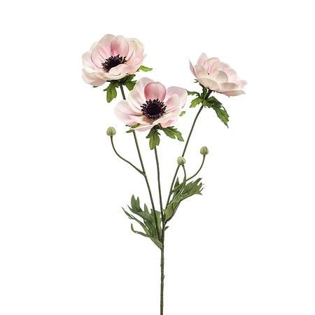 anemona veja x3 pink krem 75 cm 600832