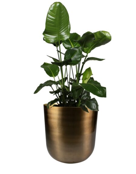 okrasni lonci Malik z rastlino(1)