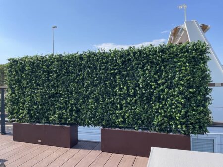 zelena stena eucalyptus(1)