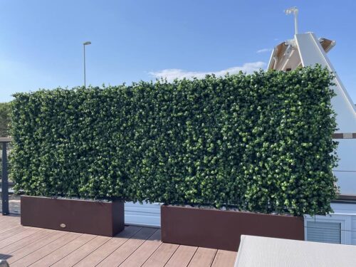 zelena stena eucalyptus(1)