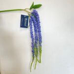 Amarant veja modra 97 cm