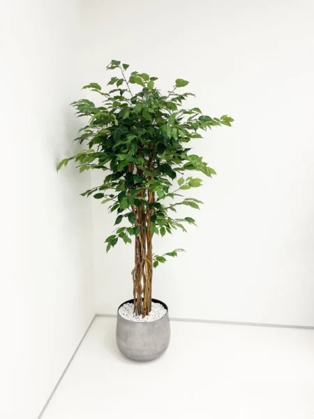 Umetna drevesa Fikus Ficus - umetno drevo Fikus v pisarni