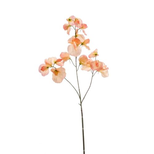 Grahor veja x3 peach 75cm