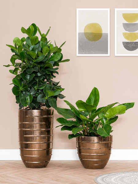 Okrasni lonec Beauty zlat 43 x 72 keramika z rastlinami