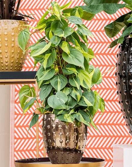 Okrasni lonec zlat Laris 20 x v23 v prostoru