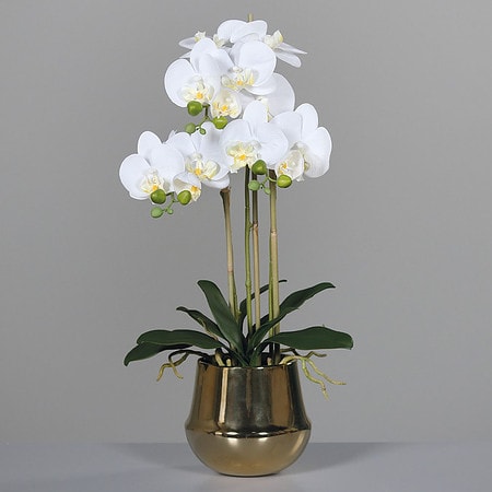 orhideja krem 64 v zlatem loncu