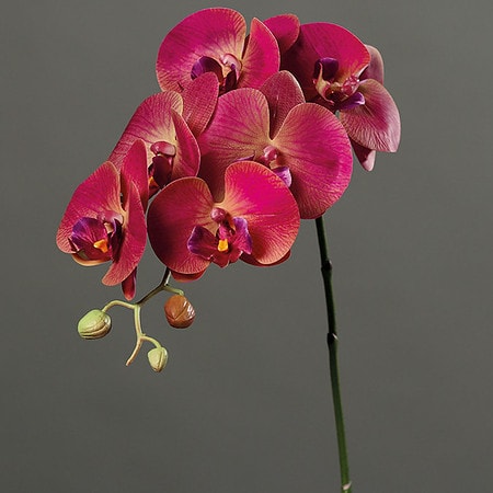 orhideja veja 78 roza