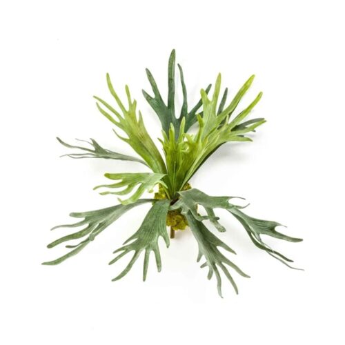 staghorn praprot 48 cm