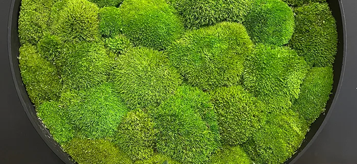 umetne mah stene - mahovnate zelene stene