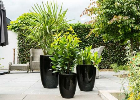 okrasni lonec Puerto rico črne barve