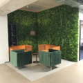 zelena stena Šeflera v pisarni