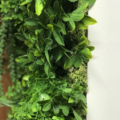 zelena stena umetna šeflera