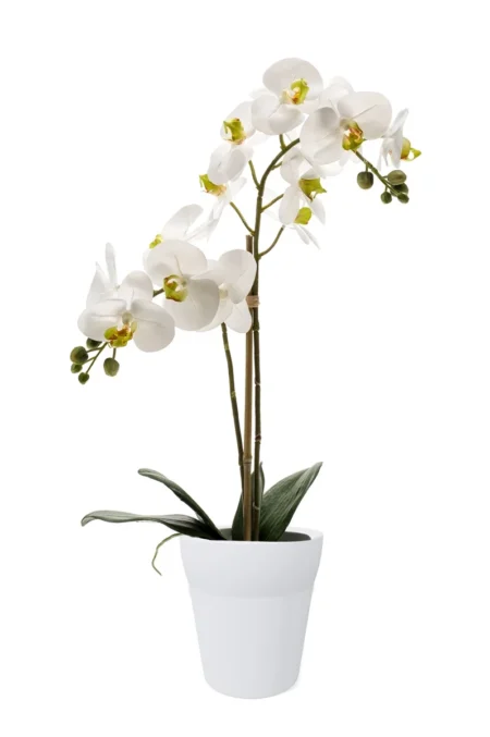 Orhideja real touch bela v loncu 65 cm - umetne orhideje in umetno cvetje